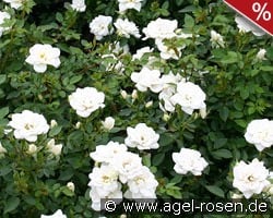 Kent syn. White Cover kaufen, click for more details Kent syn. White Cover