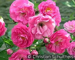 Kessi kaufen, click for more details Kessi