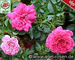 Knirps kaufen, click for more details Knirps