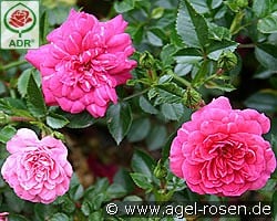 Knirps kaufen, click for more details Knirps