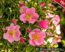 LandFrauen Rose Tantau