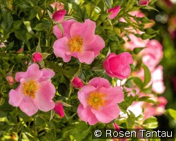 LandFrauen Rose Tantau