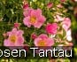 Buy LandFrauen Rose Tantau