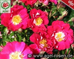 Lipstick kaufen, click for more details Lipstick