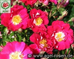 Lipstick kaufen, click for more details Lipstick