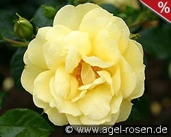 Loredo kaufen, click for more details Loredo