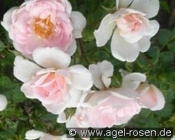 Lovely Meidiland kaufen, click for more details Lovely Meidiland