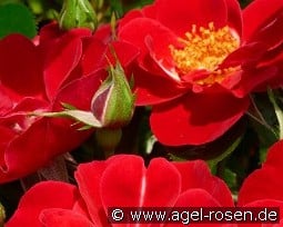 Lucky Cover kaufen, click for more details Lucky Cover