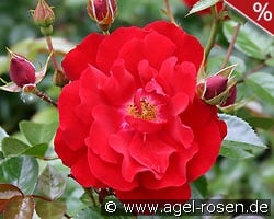 Mainaufeuer kaufen, click for more details Mainaufeuer