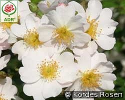 Medeo kaufen, click for more details Medeo