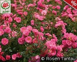 Mirato kaufen, click for more details Mirato