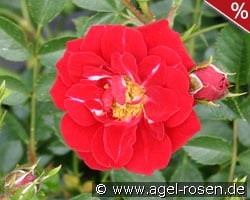 Nipper kaufen, click for more details Nipper