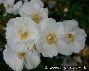 Noaschnee