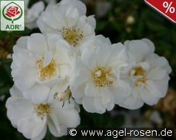 Noaschnee kaufen, click for more details Noaschnee