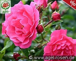 Noatraum kaufen, click for more details Noatraum