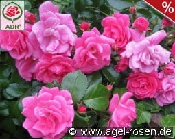 Palmengarten Frankfurt kaufen, click for more details Palmengarten Frankfurt