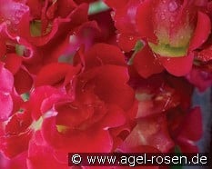 Red Drift kaufen, click for more details Red Drift