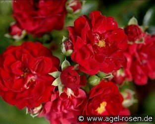 Red Fairy