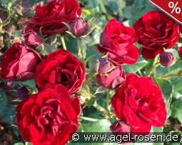 Red Fire kaufen, click for more details Red Fire