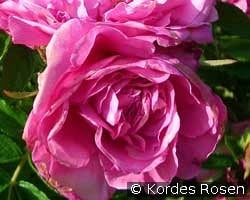 Romantic Roadrunner kaufen, click for more details Romantic Roadrunner