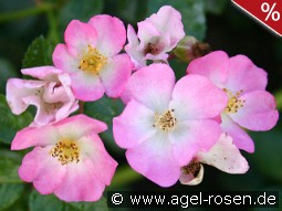 Rosa Sternenflor