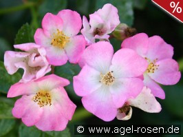 Rosa Sternenflor