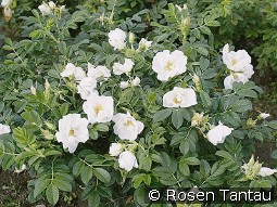 Rosa rugosa Schnee-Eule