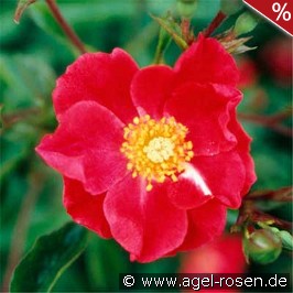 Rose Cascade