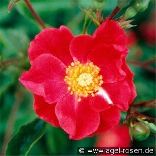 Rose Cascade