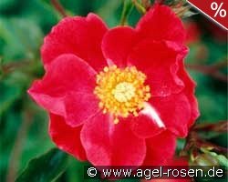 Rose Cascade