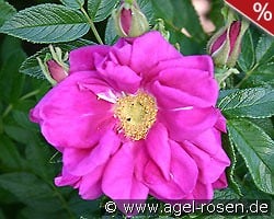 Rotes Meer syn. Purple Pavement kaufen, click for more details Rotes Meer syn. Purple Pavement