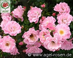 Satina kaufen, click for more details Satina