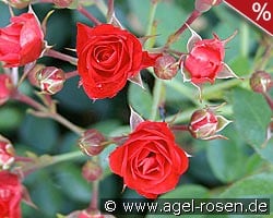 Scarlet Meidiland kaufen, click for more details Scarlet Meidiland