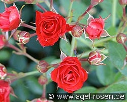 Scarlet Meidiland kaufen, click for more details Scarlet Meidiland