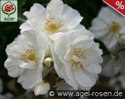 Schneeflocke kaufen, click for more details Schneeflocke