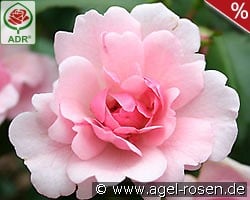 Schöne Dortmunderin kaufen, click for more details Schöne Dortmunderin