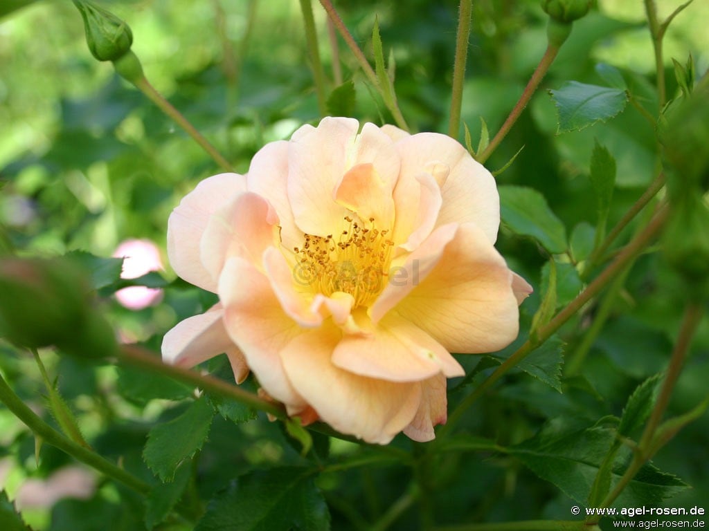 Buy Sedana ® – Ground Cover Rose – AGEL ROSEN