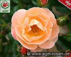 Sedana kaufen, click for more details Sedana