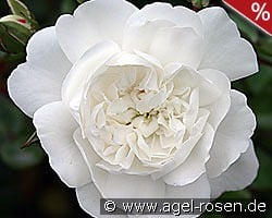 Snow Ballett kaufen, click for more details Snow Ballett