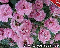 Sommerwind kaufen, click for more details Sommerwind