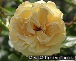 Sonnenschirm