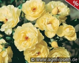 Sonnenschirm kaufen, click for more details Sonnenschirm