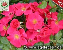 Stadt Rom kaufen, click for more details Stadt Rom