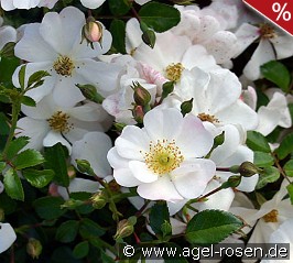 Sternenflor