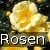 Sunny Rose
