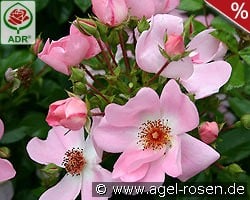 Sweet Haze kaufen, click for more details Sweet Haze