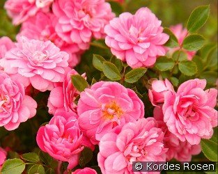 Sweet Knirps