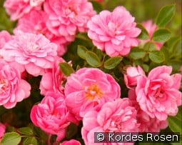 Sweet Knirps kaufen, click for more details Sweet Knirps