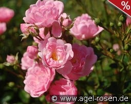 The Fairy kaufen, click for more details The Fairy