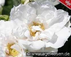 White Roadrunner kaufen, click for more details White Roadrunner